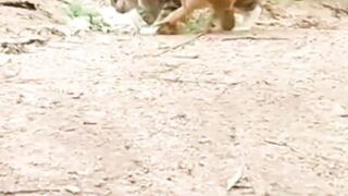 COCK AND CAT FIGHT.