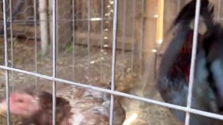 Beautiful Birds Warhorse over Boles Hen - Santana Gamefarm