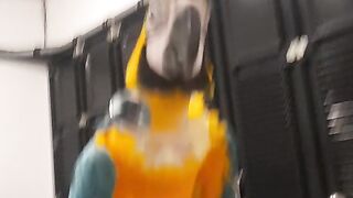 Burung macau