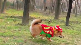 Dog and rabbit challenge