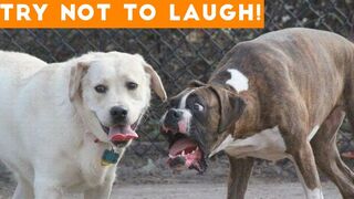 Try Not To Laugh With These Funny Pets ????????