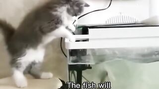 Funniest cats????In The World