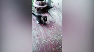 1 Hour Of Funniest Cats Videos That Will Make You Laugh #7 - Funny Animal Videos 2023