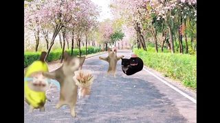 Happy Cat Compilation #4