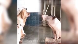 Vidéo drôle d'animaux ???????? | Vidéos de chats et de chiens les plus drôles