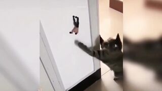 Funny Animals Videos 2