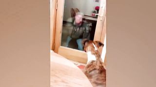 Angry Dogs Reaction To Scared Toys | TRY NOT TO LAUGH | Pets Island