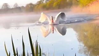 Beautiful Nature Animals Funny animals Video