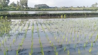 planting rice in the fields