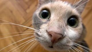 Funny Cats Guaranteed to Make You LOL!????????- Best Funny Animal Videos 2023 ????????