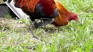 Blueface CornerStone Farm in Alabama ???????? Beautiful Birds