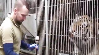 Have you ever seen a Tiger's Health Checkup?? Unbelievably cooperative.....