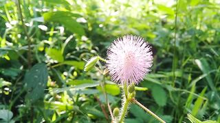 shy princess flower or Mimosa pudica