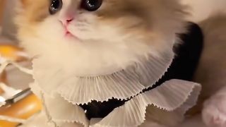 Cat beauty 2