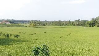 beautiful Indonesian nature