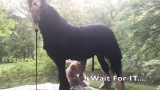 Unicorn steps on Fairy! Wear a Helmet!, The Pony Show, Gypsy Vanner horses 2