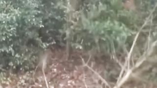 Funny video 17 2