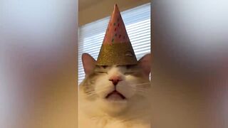 best funny animal videos of the 2023 - funniest cats and dogs videos