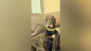 best funny animal videos of the 2023 - funniest cats and dogs videos 2