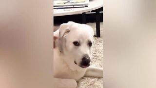 best funny animal videos of the 2023 - funniest cats and dogs videos 3