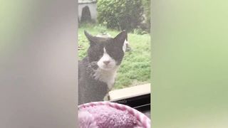 best funny animal videos of the 2023 - funniest cats and dogs videos 4