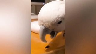 best funny animal videos of the 2023 - funniest cats and dogs videos 5