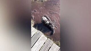 best funny animal videos of the 2023 - funniest cats and dogs videos 6