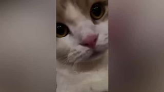 best funny animal videos of the 2023 - funniest cats and dogs videos 7