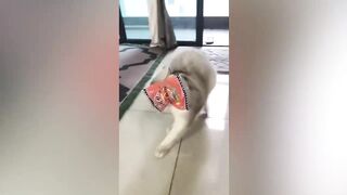 best funny animal videos of the 2023 - funniest cats and dogs videos 8