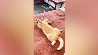 best funny animal videos of the 2023 - funniest cats and dogs videos 9