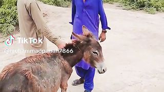 Find 'Pak tiktok Funnny video' on TikTok - TikTok Search_44.