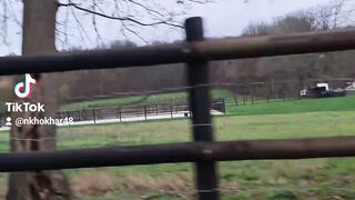 Horse training
