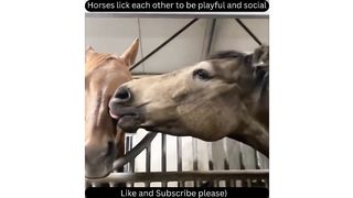 cute animals video 2