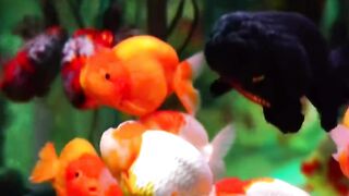 ikan mas koki berasal dari china