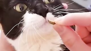 Catfunny
