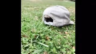 Funny animals-Funny cats and dogs-Funny animals video compilation ????????????