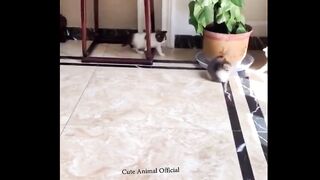 Tahan tawa bersama kucing lucu
