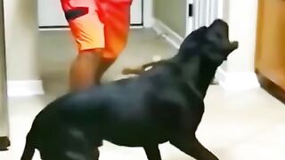 New funny video 2023 cutes cats and dogs