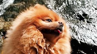 3 Unique Fact of Dog