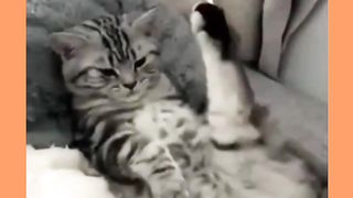 Very very funny cats