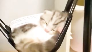 cute and lovely baby cat
