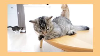 Cute silent cat