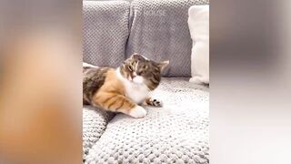Oh No! Tik Tok - Funny Pets Reaction - Dog And Cat Compilation 3