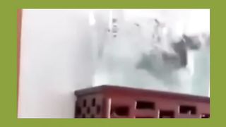 Cute and very very funny cats.