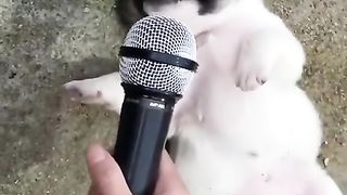 New funny video 2023 cutes cats and dogs part 2