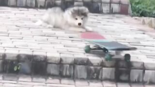 Funny videos 148