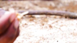 Eesal | Cooking Eating Winged TERMITES | Healthy village food | Village Channel