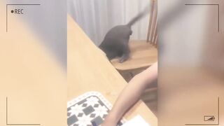 Tingkah lucu kucing yang menggemaskan