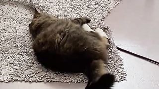 baby animal cute and laugh
