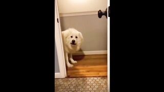 Funny TikToks that make my Monday betterTRY NOT TO LAUGH ???? Best Funny Videos Compilation ???? By Brothers VlogFunny Animals Compilation # 1